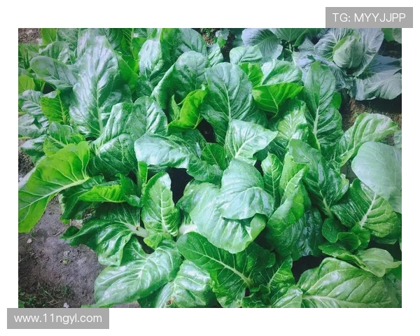 2025年白菜价格走势分析及市场影响因素